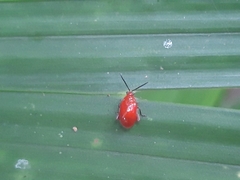 Chrysomelidae