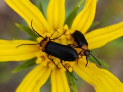 Nemognatha nemorensis