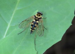 Chrysopilus