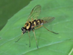 Chrysopilus