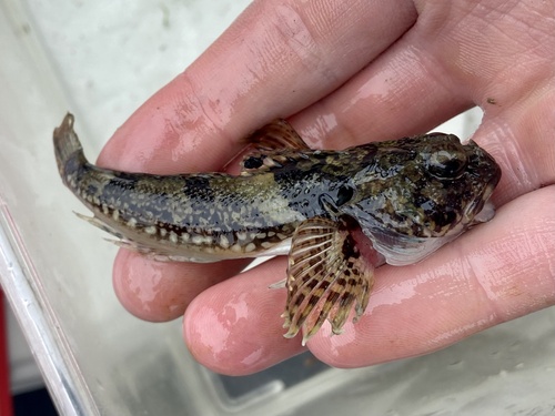 Bonehead sculpin (Artedius notospilotus) — Cottidae — 3