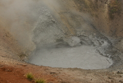 Archaea