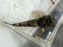 Artedius notospilotus