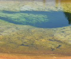 Archaea