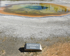 Archaea