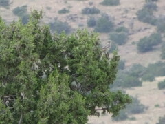 Oreoscoptes montanus