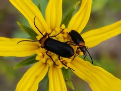 Nemognatha nemorensis