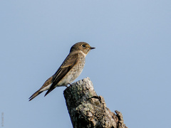 Muscicapa sibirica