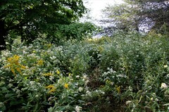 Symphyotrichum firmum