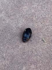 Hydaticus bimarginatus