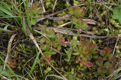 Vaccinium cespitosum