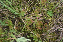 Vaccinium cespitosum