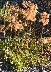 Eriogonum umbellatum