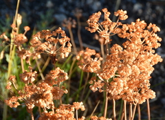 Eriogonum umbellatum