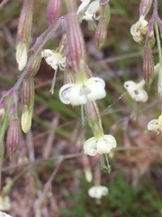 Silene nutans