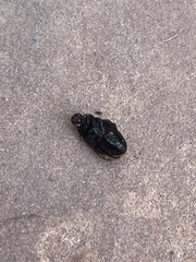 Hydaticus bimarginatus