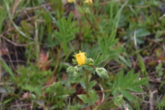 Potentilla pensylvanica pensylvanica