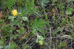 Potentilla pensylvanica pensylvanica
