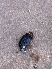 Hydaticus bimarginatus