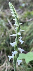 Spiranthes ovalis