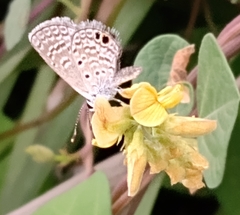 Hemiargus ceraunus astenidas