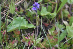Veronica wormskjoldii