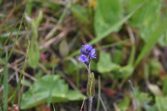 Veronica wormskjoldii