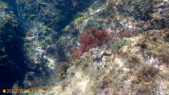 Parablennius pilicornis