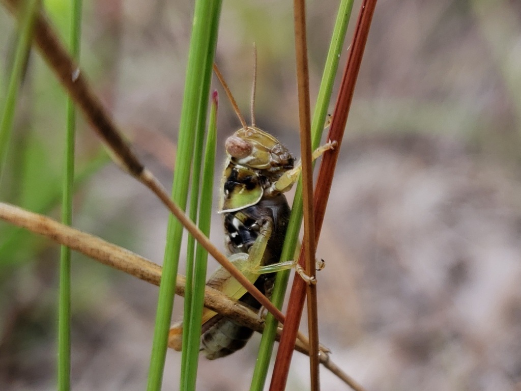 Handsome Florida Grasshopper