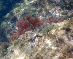 Parablennius pilicornis