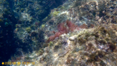 Parablennius pilicornis