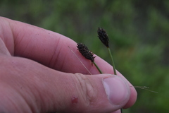 Carex nigricans