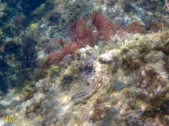 Parablennius pilicornis