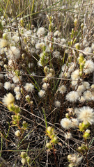 Symphyotrichum ciliatum