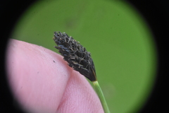 Carex nigricans