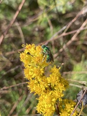 Augochloropsis viridula