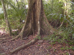 Sterculia apetala image