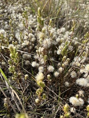 Symphyotrichum ciliatum