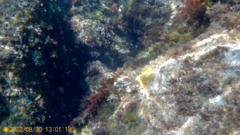 Parablennius pilicornis