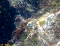 Parablennius pilicornis