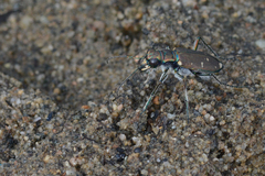 Cicindela oregona