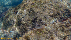 Parablennius pilicornis