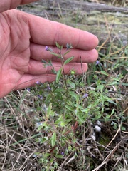 Trichostema brachiatum