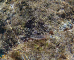 Parablennius pilicornis