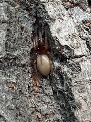 Araneae