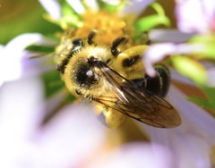 Andrena asteris