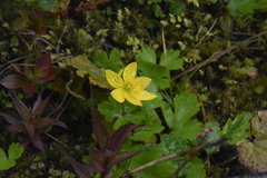 Anemonastrum richardsonii