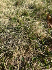 Festuca rubra