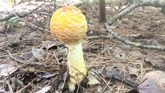 Amanita