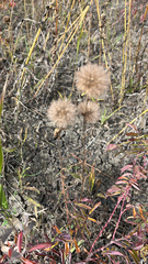 Liatris ligulistylis